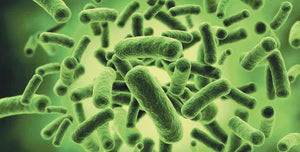 Probiotics & Prebiotics